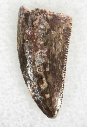 Serrated Raptor Tooth From Morocco - #23002